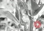 Image of drought United States USA, 1936, second 19 stock footage video 65675029715