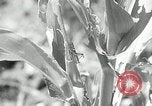 Image of drought United States USA, 1936, second 20 stock footage video 65675029715