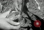 Image of drought United States USA, 1936, second 21 stock footage video 65675029715