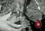 Image of drought United States USA, 1936, second 22 stock footage video 65675029715