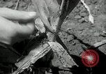 Image of drought United States USA, 1936, second 23 stock footage video 65675029715