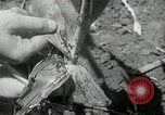Image of drought United States USA, 1936, second 24 stock footage video 65675029715