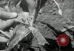 Image of drought United States USA, 1936, second 25 stock footage video 65675029715