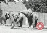 Image of zoo Washington DC USA, 1936, second 6 stock footage video 65675029716
