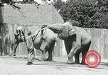 Image of zoo Washington DC USA, 1936, second 8 stock footage video 65675029716