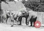Image of zoo Washington DC USA, 1936, second 9 stock footage video 65675029716