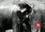 Image of zoo Washington DC USA, 1936, second 10 stock footage video 65675029716