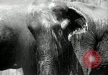 Image of zoo Washington DC USA, 1936, second 11 stock footage video 65675029716