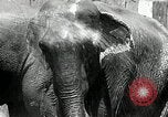 Image of zoo Washington DC USA, 1936, second 12 stock footage video 65675029716