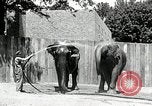 Image of zoo Washington DC USA, 1936, second 13 stock footage video 65675029716