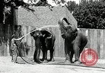 Image of zoo Washington DC USA, 1936, second 14 stock footage video 65675029716
