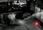 Image of zoo Washington DC USA, 1936, second 17 stock footage video 65675029716