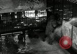 Image of zoo Washington DC USA, 1936, second 19 stock footage video 65675029716