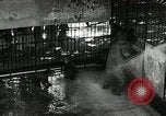 Image of zoo Washington DC USA, 1936, second 20 stock footage video 65675029716