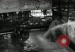 Image of zoo Washington DC USA, 1936, second 21 stock footage video 65675029716