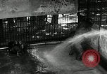 Image of zoo Washington DC USA, 1936, second 22 stock footage video 65675029716