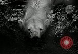 Image of zoo Washington DC USA, 1936, second 26 stock footage video 65675029716