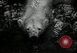 Image of zoo Washington DC USA, 1936, second 28 stock footage video 65675029716