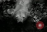 Image of zoo Washington DC USA, 1936, second 29 stock footage video 65675029716