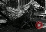 Standbild Twister die Zerstörung Orleans County New York USA, 1936, aus Sekunde 28 historischem Filmmaterial Videoclip 65675029719