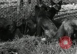 Standbild mink Pelz Farm Thiensville Wisconsin USA, 1934, aus Sekunde 12 historischem Filmmaterial Videoclip 65675029774