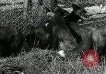 Standbild mink Pelz Farm Thiensville Wisconsin USA, 1934, aus Sekunde 13 historischem Filmmaterial Videoclip 65675029774