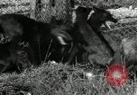 Standbild mink Pelz Farm Thiensville Wisconsin USA, 1934, aus Sekunde 14 historischem Filmmaterial Videoclip 65675029774