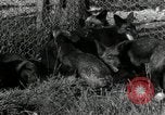 Standbild mink Pelz Farm Thiensville Wisconsin USA, 1934, aus Sekunde 17 historischem Filmmaterial Videoclip 65675029774