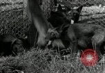 Standbild mink Pelz Farm Thiensville Wisconsin USA, 1934, aus Sekunde 18 historischem Filmmaterial Videoclip 65675029774