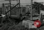 Standbild mink Pelz Farm Thiensville Wisconsin USA, 1934, aus Sekunde 20 historischem Filmmaterial Videoclip 65675029774