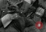 Standbild mink Pelz Farm Thiensville Wisconsin USA, 1934, aus Sekunde 24 historischem Filmmaterial Videoclip 65675029774