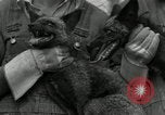 Standbild mink Pelz Farm Thiensville Wisconsin USA, 1934, aus Sekunde 25 historischem Filmmaterial Videoclip 65675029774