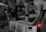 Standbild mink Pelz Farm Thiensville Wisconsin USA, 1934, aus Sekunde 30 historischem Filmmaterial Videoclip 65675029774