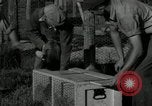 Standbild mink Pelz Farm Thiensville Wisconsin USA, 1934, aus Sekunde 31 historischem Filmmaterial Videoclip 65675029774