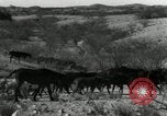 Standbild unbändigen Pferden Sasabe Arizona USA, 1934, aus Sekunde 9 historischem Filmmaterial Videoclip 65675029776