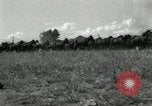 Standbild unbändigen Pferden Sasabe Arizona USA, 1934, aus Sekunde 30 historischem Filmmaterial Videoclip 65675029776
