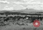 Standbild unbändigen Pferden Sasabe Arizona USA, 1934, aus Sekunde 31 historischem Filmmaterial Videoclip 65675029776