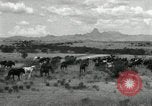 Standbild unbändigen Pferden Sasabe Arizona USA, 1934, aus Sekunde 32 historischem Filmmaterial Videoclip 65675029776