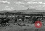 Standbild unbändigen Pferden Sasabe Arizona USA, 1934, aus Sekunde 34 historischem Filmmaterial Videoclip 65675029776