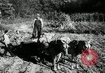 Standbild landwirtschaftlichen Tätigkeiten Southville Kentucky USA, 1950, aus Sekunde 11 historischem Filmmaterial Videoclip 65675029785