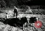 Standbild landwirtschaftlichen Tätigkeiten Southville Kentucky USA, 1950, aus Sekunde 12 historischem Filmmaterial Videoclip 65675029785