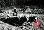 Standbild landwirtschaftlichen Tätigkeiten Southville Kentucky USA, 1950, aus Sekunde 14 historischem Filmmaterial Videoclip 65675029785