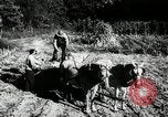 Standbild landwirtschaftlichen Tätigkeiten Southville Kentucky USA, 1950, aus Sekunde 15 historischem Filmmaterial Videoclip 65675029785