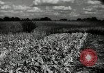 Standbild landwirtschaftlichen Tätigkeiten Southville Kentucky USA, 1950, aus Sekunde 45 historischem Filmmaterial Videoclip 65675029785
