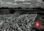 Standbild landwirtschaftlichen Tätigkeiten Southville Kentucky USA, 1950, aus Sekunde 46 historischem Filmmaterial Videoclip 65675029785
