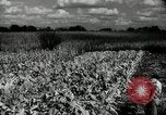 Standbild landwirtschaftlichen Tätigkeiten Southville Kentucky USA, 1950, aus Sekunde 47 historischem Filmmaterial Videoclip 65675029785