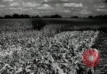 Standbild landwirtschaftlichen Tätigkeiten Southville Kentucky USA, 1950, aus Sekunde 48 historischem Filmmaterial Videoclip 65675029785