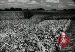 Standbild landwirtschaftlichen Tätigkeiten Southville Kentucky USA, 1950, aus Sekunde 49 historischem Filmmaterial Videoclip 65675029785