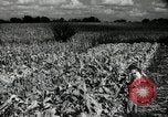 Standbild landwirtschaftlichen Tätigkeiten Southville Kentucky USA, 1950, aus Sekunde 50 historischem Filmmaterial Videoclip 65675029785