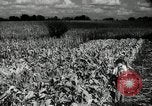 Standbild landwirtschaftlichen Tätigkeiten Southville Kentucky USA, 1950, aus Sekunde 51 historischem Filmmaterial Videoclip 65675029785
